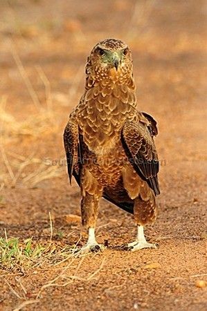 Proud Bateleur Eagle