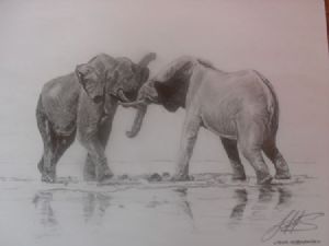 "Elephants"
