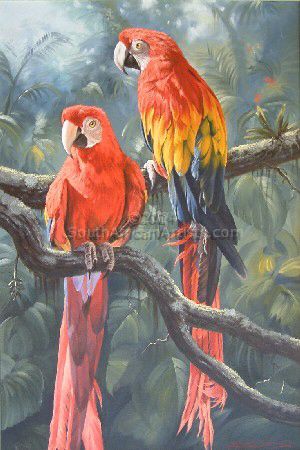 Scarlet Macaws MAC 001
