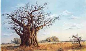 "Magnificent Baobab"