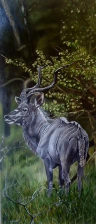 Kudu in African Bush
