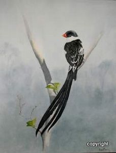 "Pin Tail Whydah"