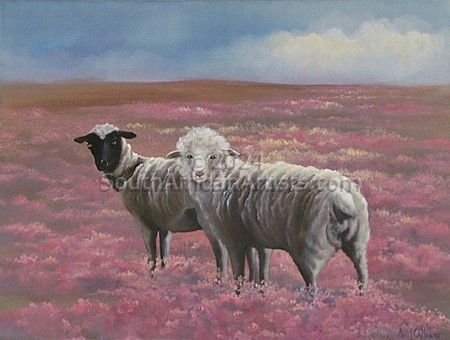 Namaqualand Sheep