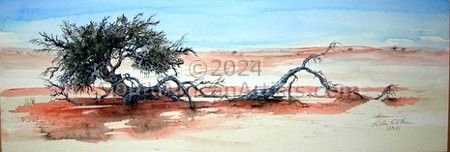 Kalahari Boscia albitrunca tree