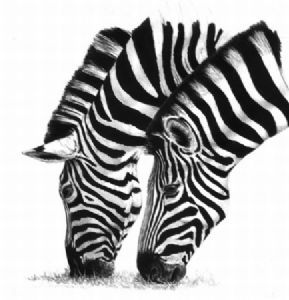 "Zebra Heads"