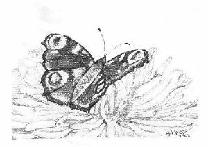 "Chrysanthemum Butterfly"