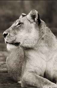 Wild at Art Collection - Lioness