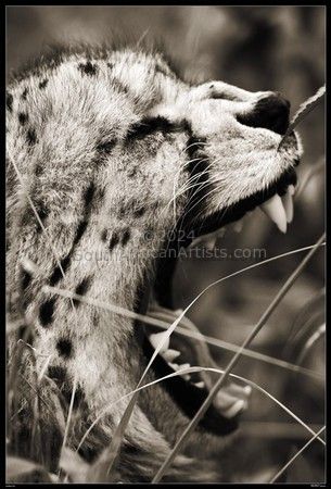 Wild at Art Collection - Cheetah Yawn
