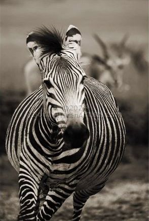 Wild at Art Collection - Zebra
