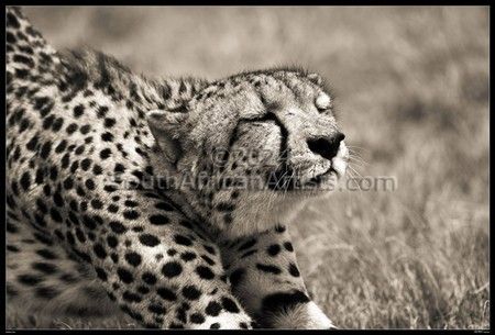 Wild at Art Collection - Cheetah