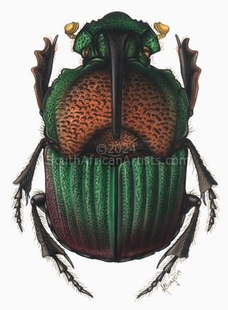 Beetle 8