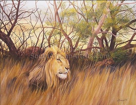 Lion in Long Grass
