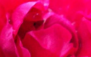 "Watercolor Rose"