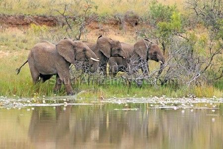 Elephant Herd at Waterhole