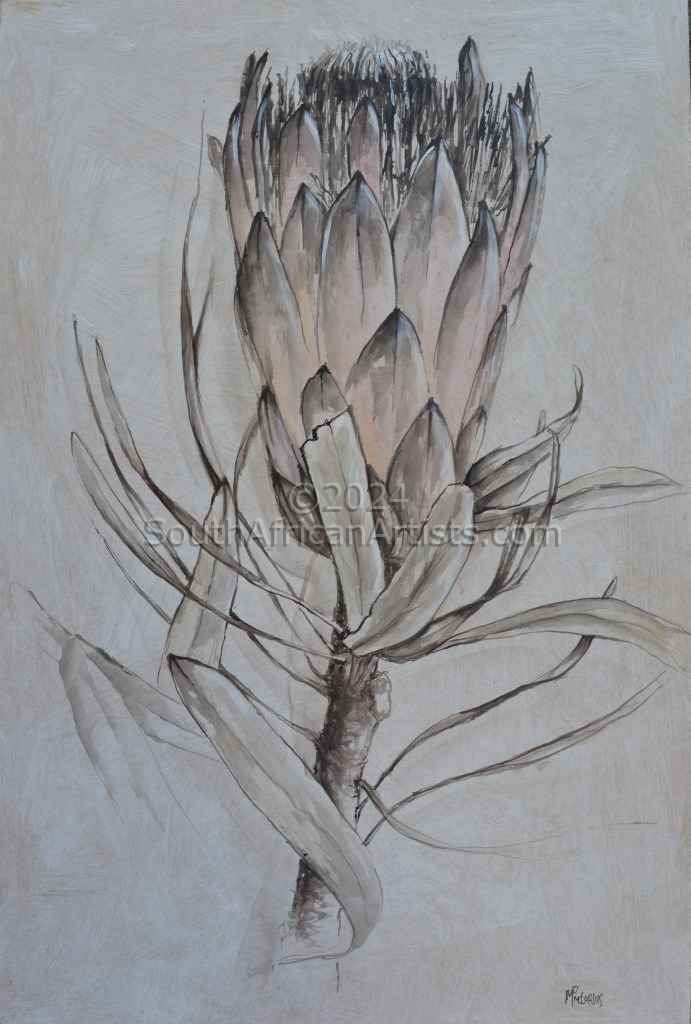 Protea 