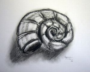 "Sea-Shell-Round-Charcoal"