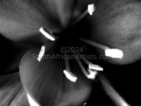 White and black flower