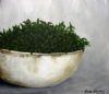 "Pot With Greenery 2 "