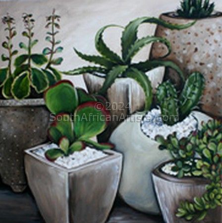 Pots of Cactuses