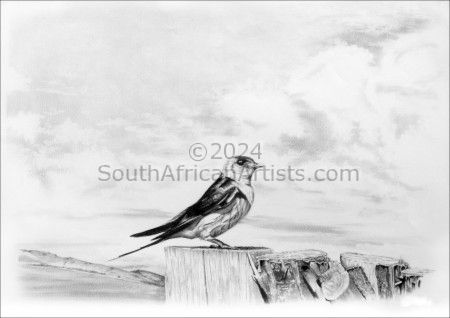 Drakensberg Swallow
