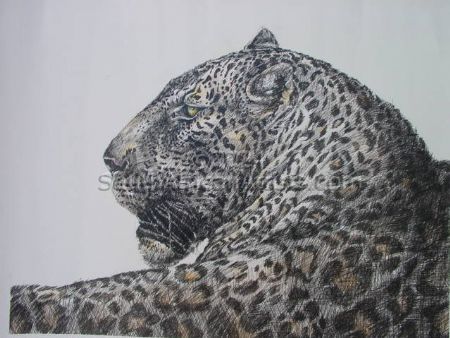 Profile of a Tinted Leopard