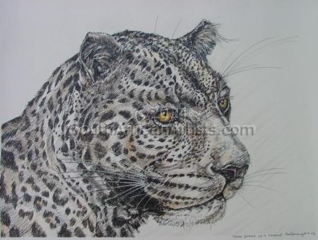 Tinted Portrait of a Leopard