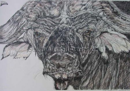 Tinted Buffalo Portrait