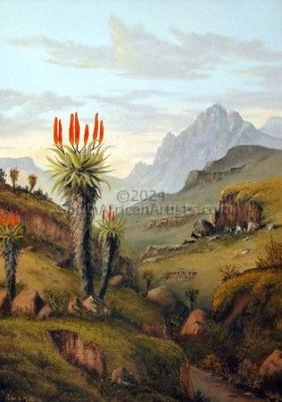 Aloes in the Klein Karoo