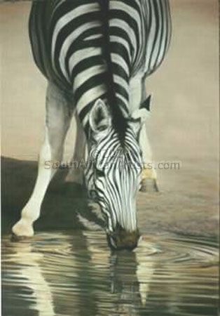 Drinking Zebra
