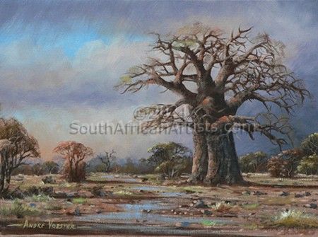 Bushveld Baobab 