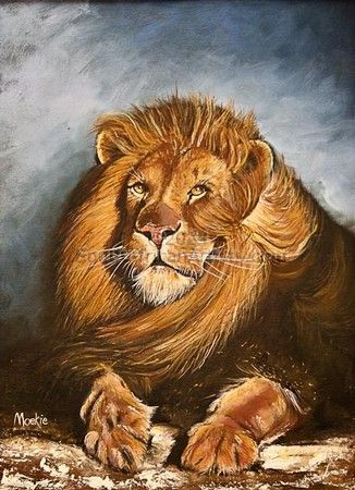 Majestic Lion - big 5