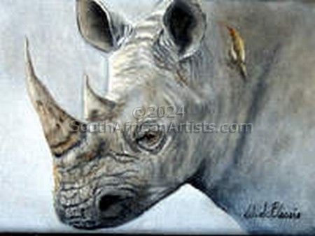 Rhino study #7