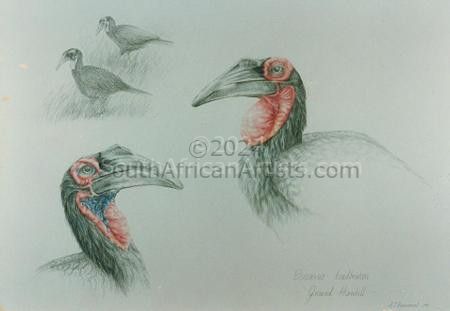 Southern Ground-Hornbills