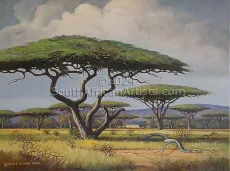 Camel Thorn Trees, Bushveld .
