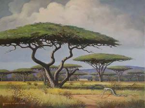 "Camel Thorn Trees, Bushveld ."