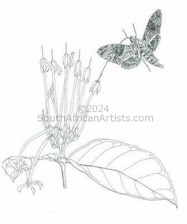 Moth & Oxyanthus