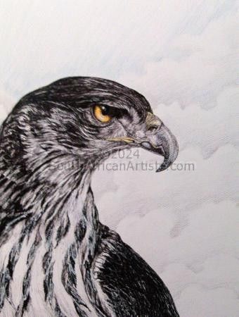 African Hawk Eagle
