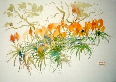 Aloes - Arboresens