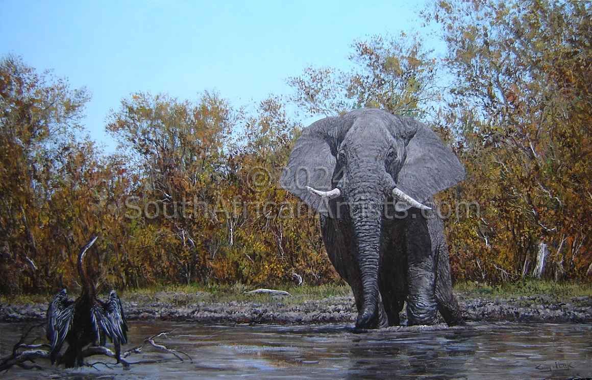 Elephant & African Darter, near Moremi, Botswana