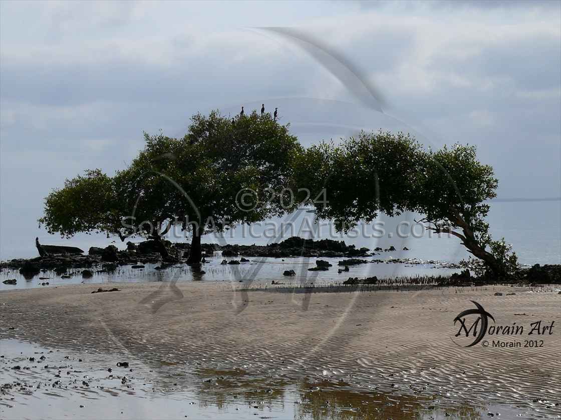 Trees in Water - Mangrove