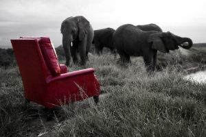 "Elephants, My Father's Chair"