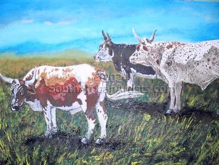 Nguni cows in the field
