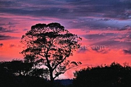 Sunset, Tree