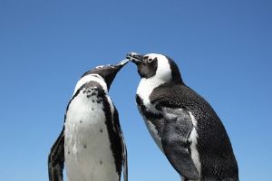 "Penguin Kiss"