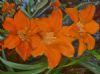 "Orange Lily Flowers x 3"
