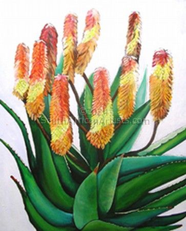 Three Color Aloes