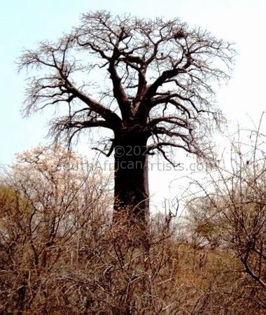 Beautiful Baobab - Mid-Winter