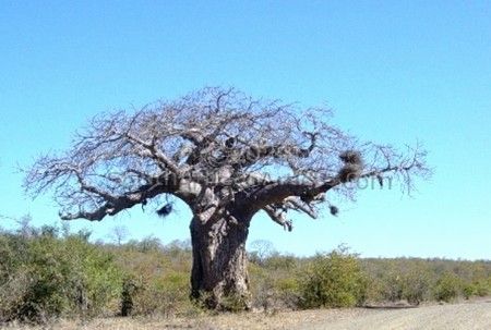 Baobab - Midwinter
