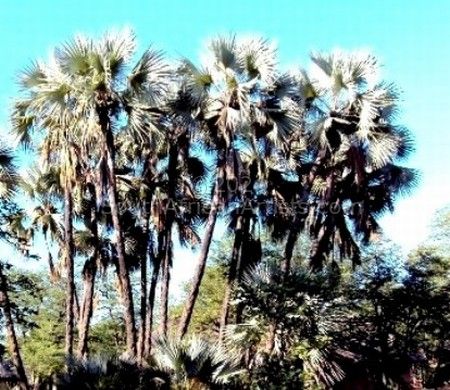 Mature Lala Palms - Shingwedzi