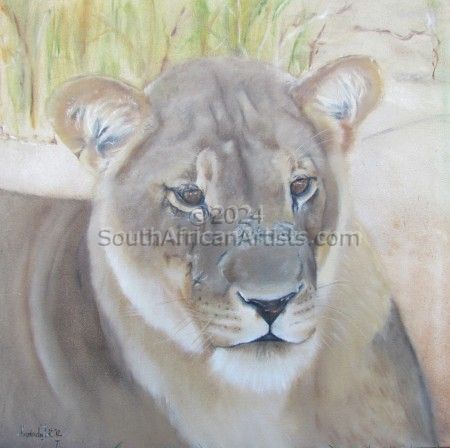 Kgalaghadi Lioness